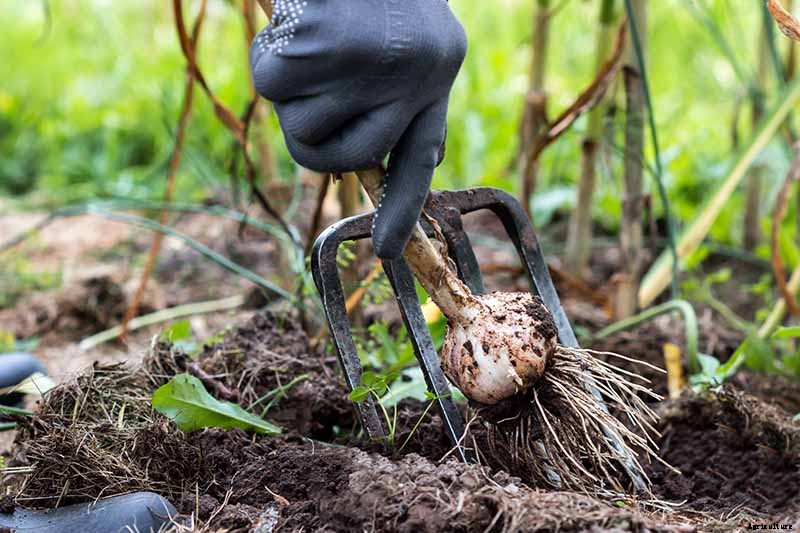 When and How to Harvest Garlic