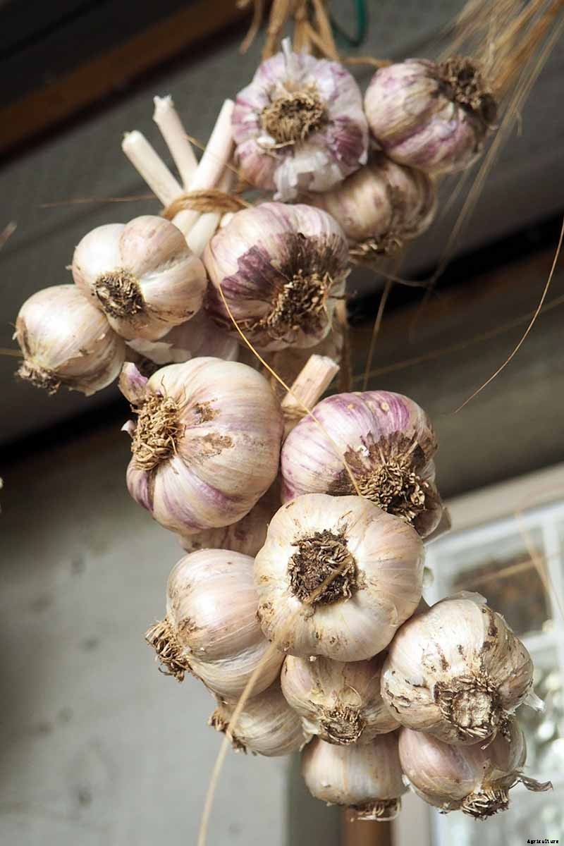 When and How to Harvest Garlic