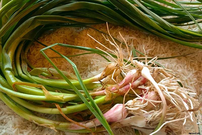 When and How to Harvest Garlic