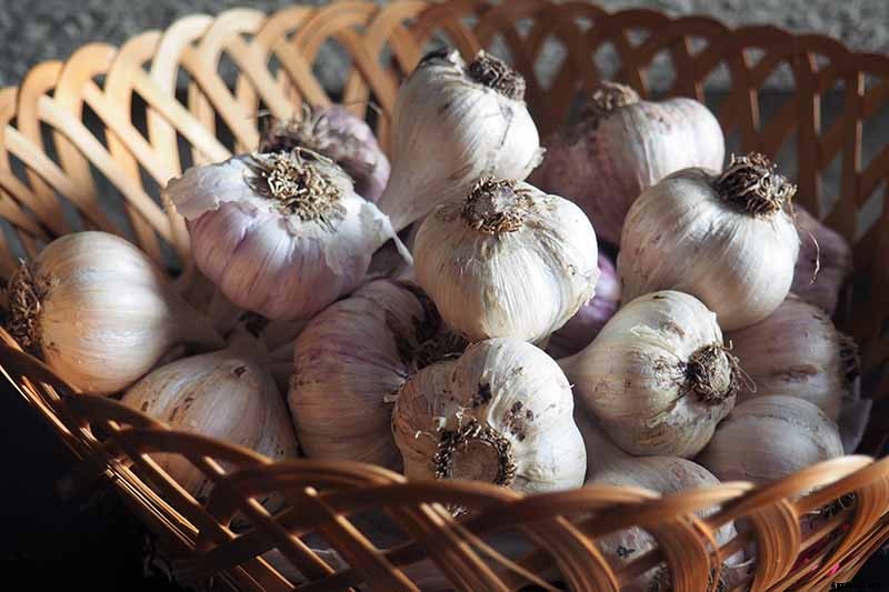 When and How to Harvest Garlic