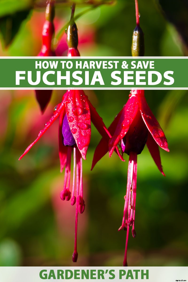 How to Harvest and Save Fuchsia Seeds