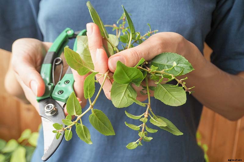How to Harvest and Save Fuchsia Seeds