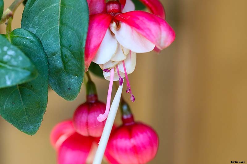 How to Harvest and Save Fuchsia Seeds