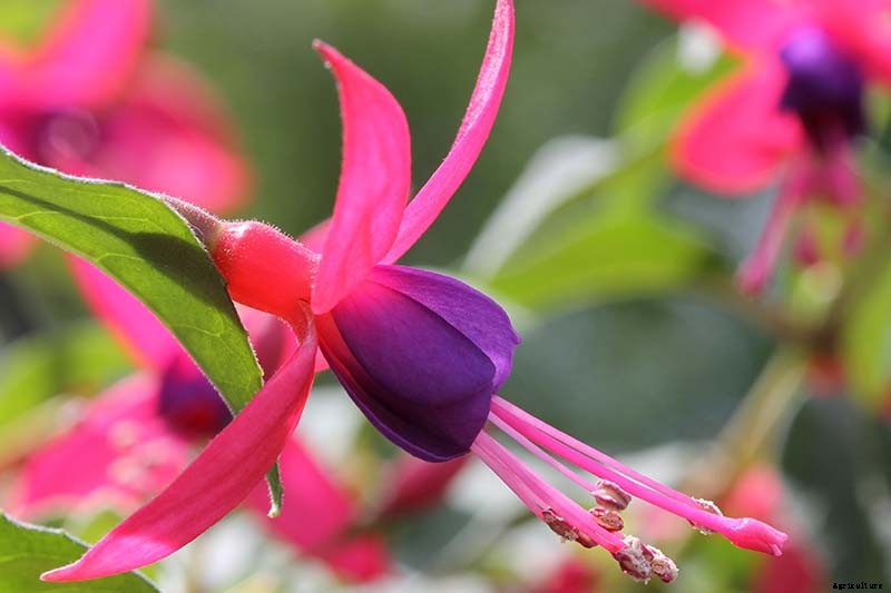 How to Harvest and Save Fuchsia Seeds
