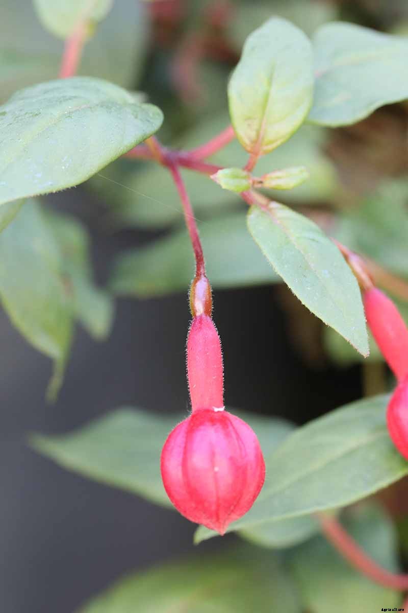 How to Harvest and Save Fuchsia Seeds