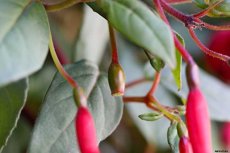 How to Harvest and Save Fuchsia Seeds
