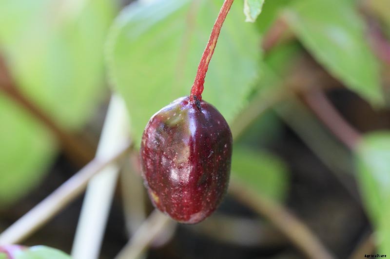 How to Harvest and Save Fuchsia Seeds
