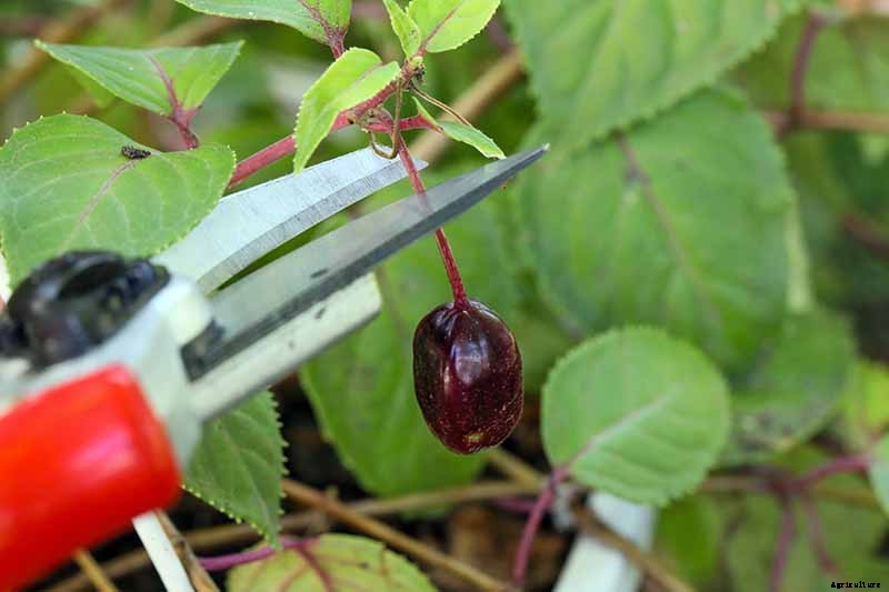 How to Harvest and Save Fuchsia Seeds