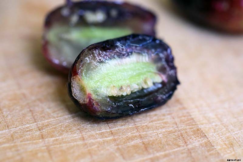 How to Harvest and Save Fuchsia Seeds