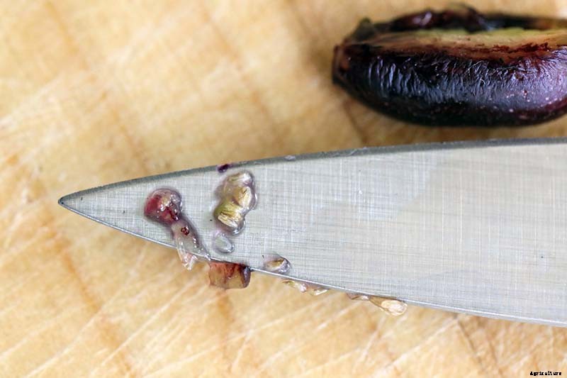 How to Harvest and Save Fuchsia Seeds