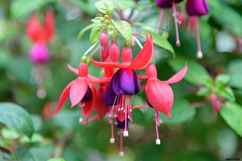 How to Harvest and Save Fuchsia Seeds