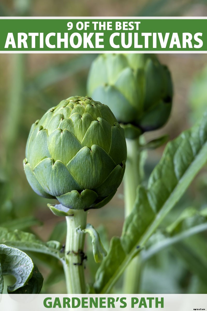 9 of the Best Artichoke Cultivars to Grow at Home