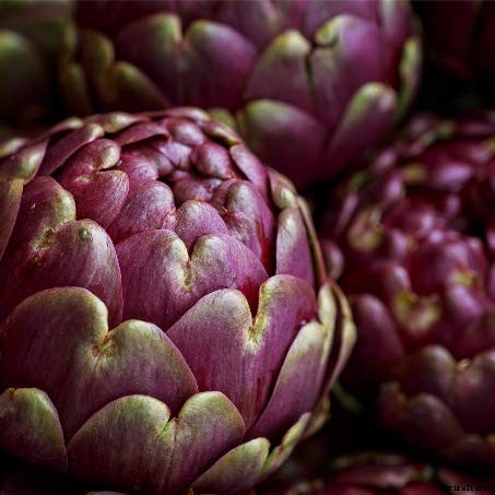 9 of the Best Artichoke Cultivars to Grow at Home
