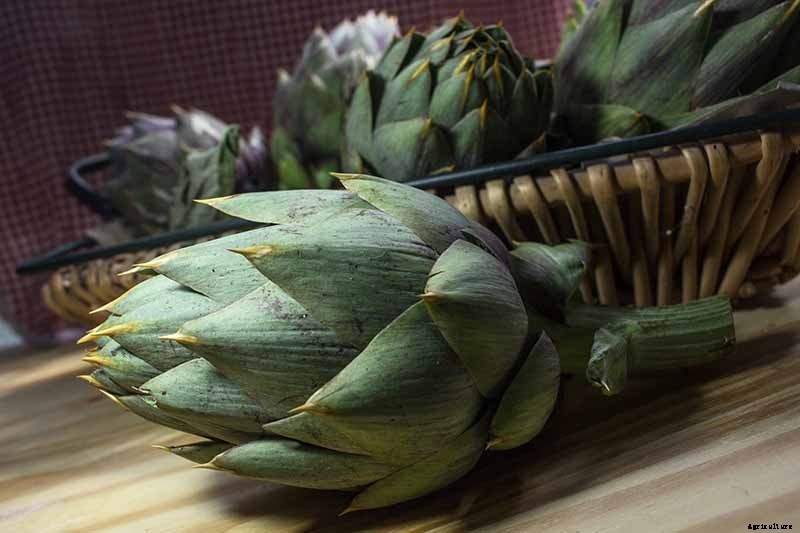 9 of the Best Artichoke Cultivars to Grow at Home