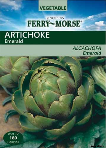 9 of the Best Artichoke Cultivars to Grow at Home