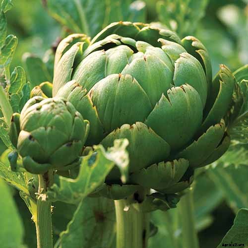 9 of the Best Artichoke Cultivars to Grow at Home