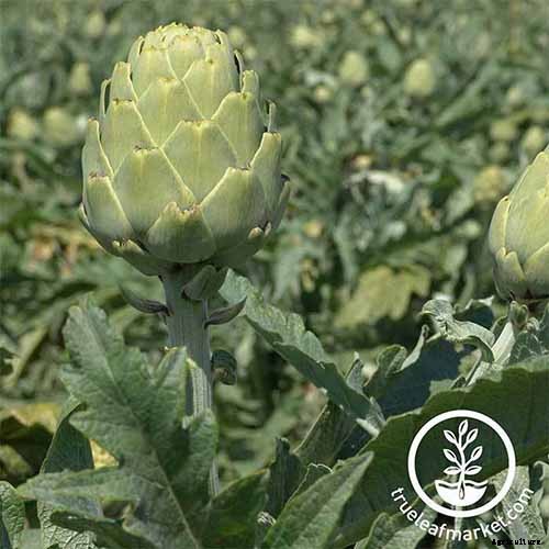 9 of the Best Artichoke Cultivars to Grow at Home
