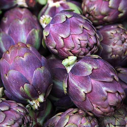 9 of the Best Artichoke Cultivars to Grow at Home