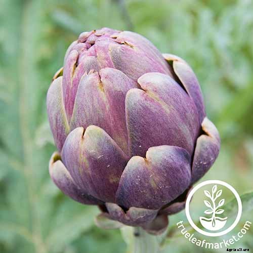 9 of the Best Artichoke Cultivars to Grow at Home