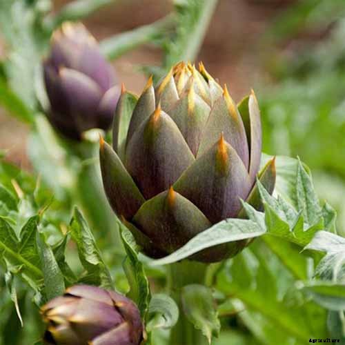 9 of the Best Artichoke Cultivars to Grow at Home