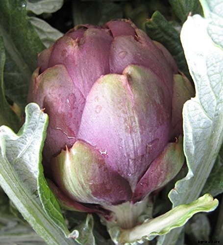 9 of the Best Artichoke Cultivars to Grow at Home
