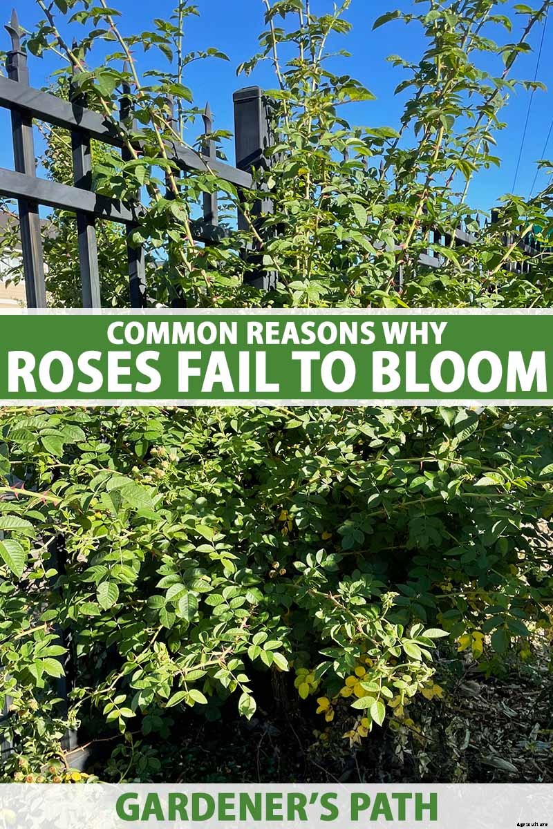 9 Reasons Why Roses May Not Bloom