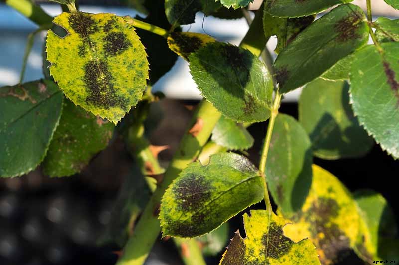 9 Reasons Why Roses May Not Bloom