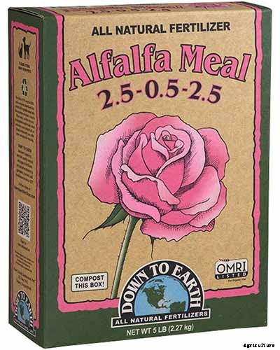 9 Reasons Why Roses May Not Bloom