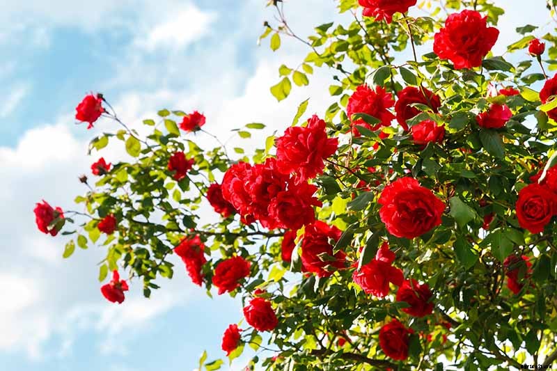 9 Reasons Why Roses May Not Bloom