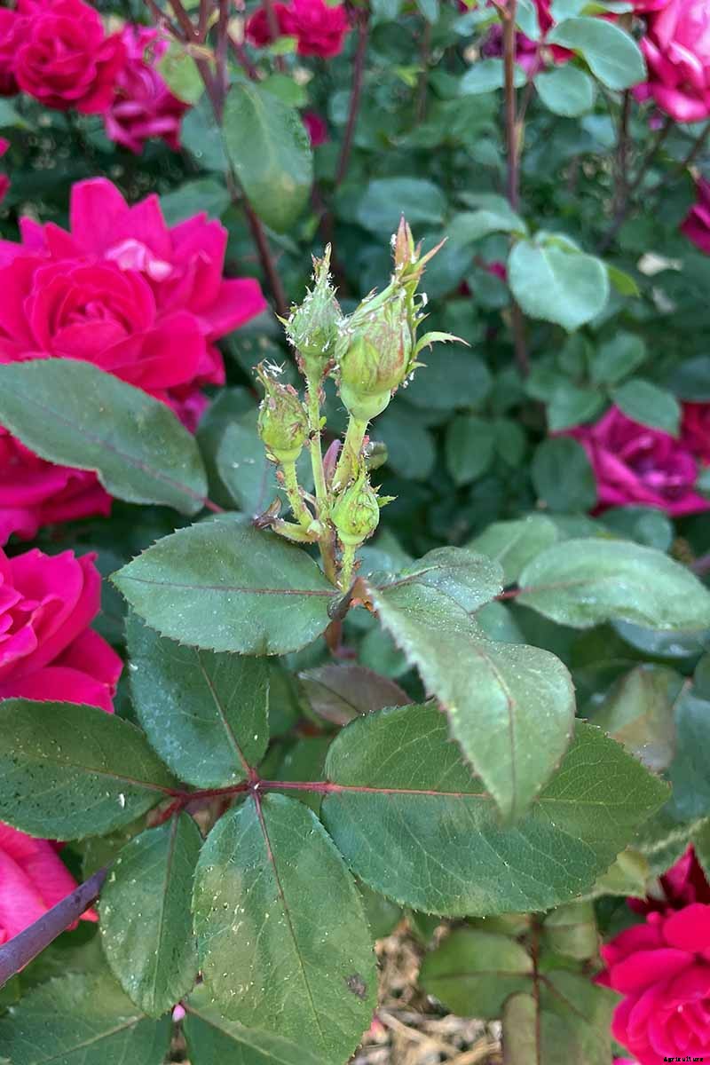 9 Reasons Why Roses May Not Bloom