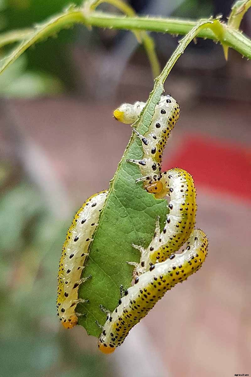 9 Reasons Why Roses May Not Bloom