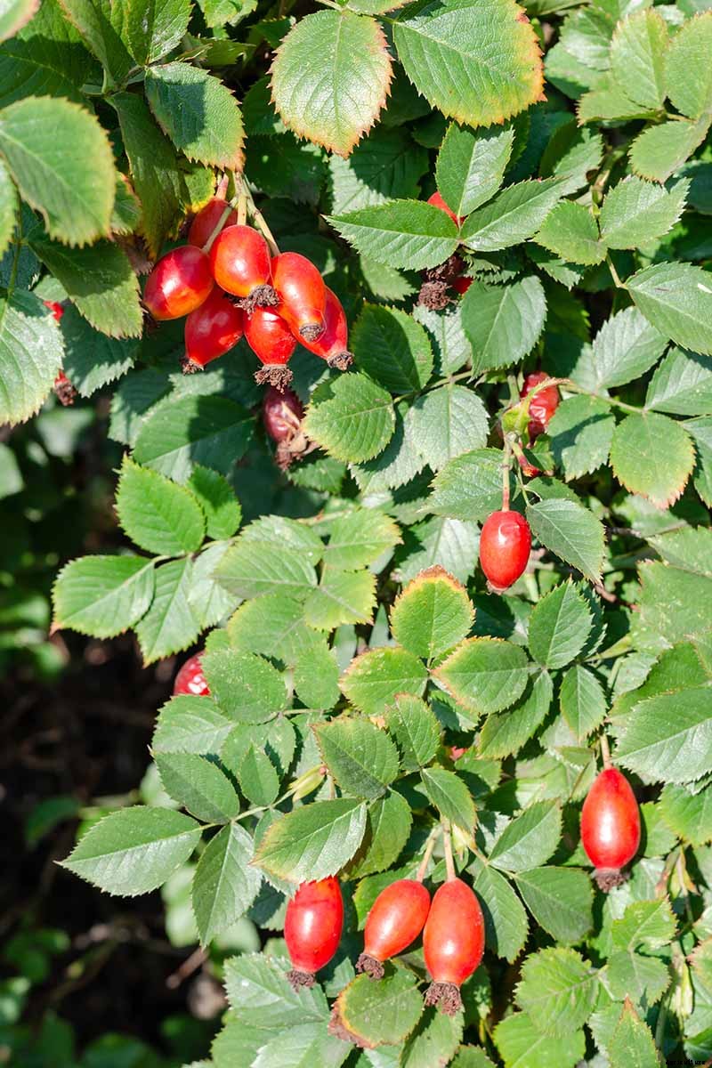 9 Reasons Why Roses May Not Bloom