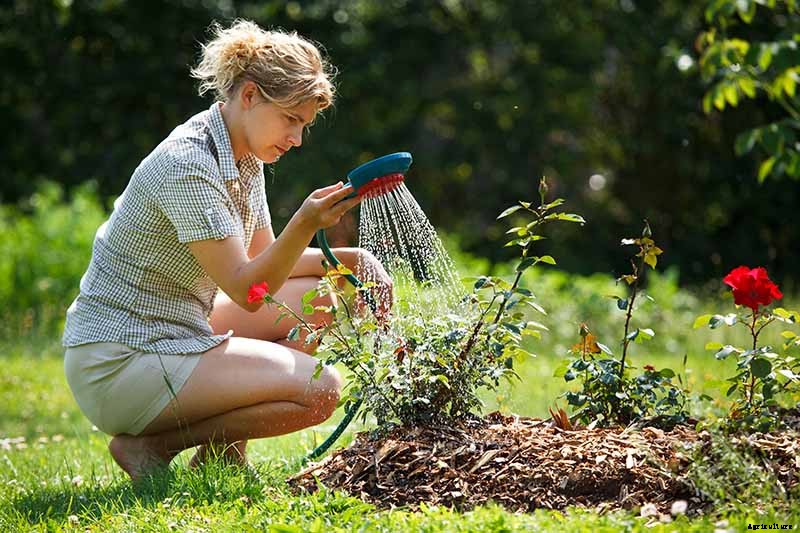 9 Reasons Why Roses May Not Bloom