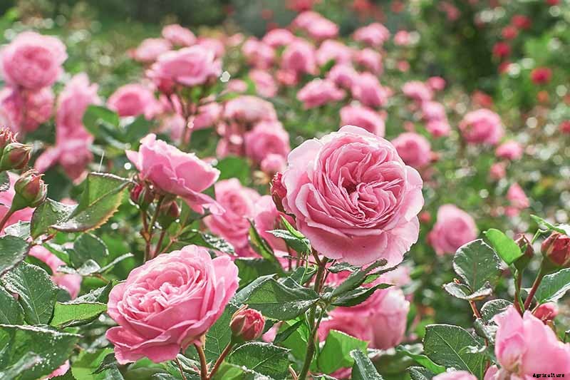 9 Reasons Why Roses May Not Bloom