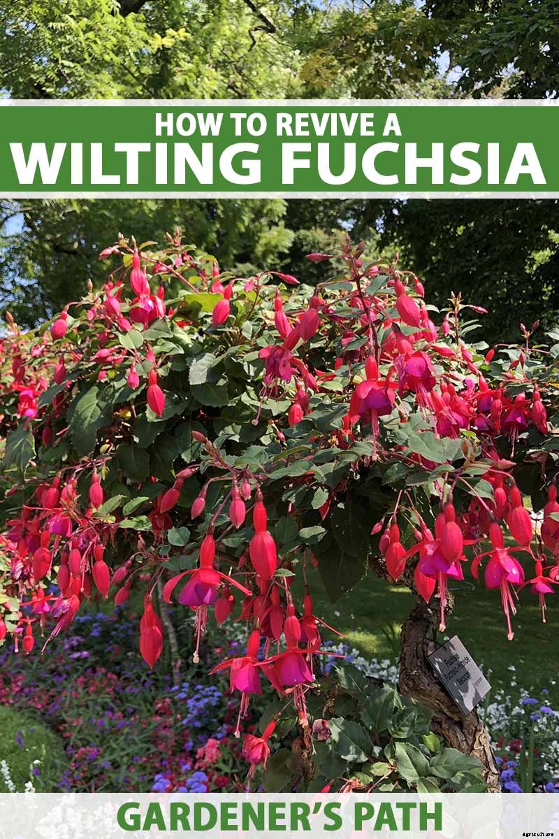 Why Is My Fuchsia Wilting? 5 Common Issues