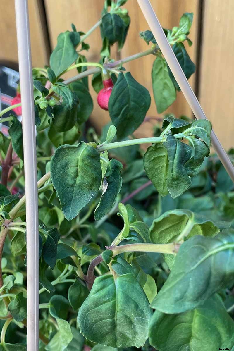Why Is My Fuchsia Wilting? 5 Common Issues