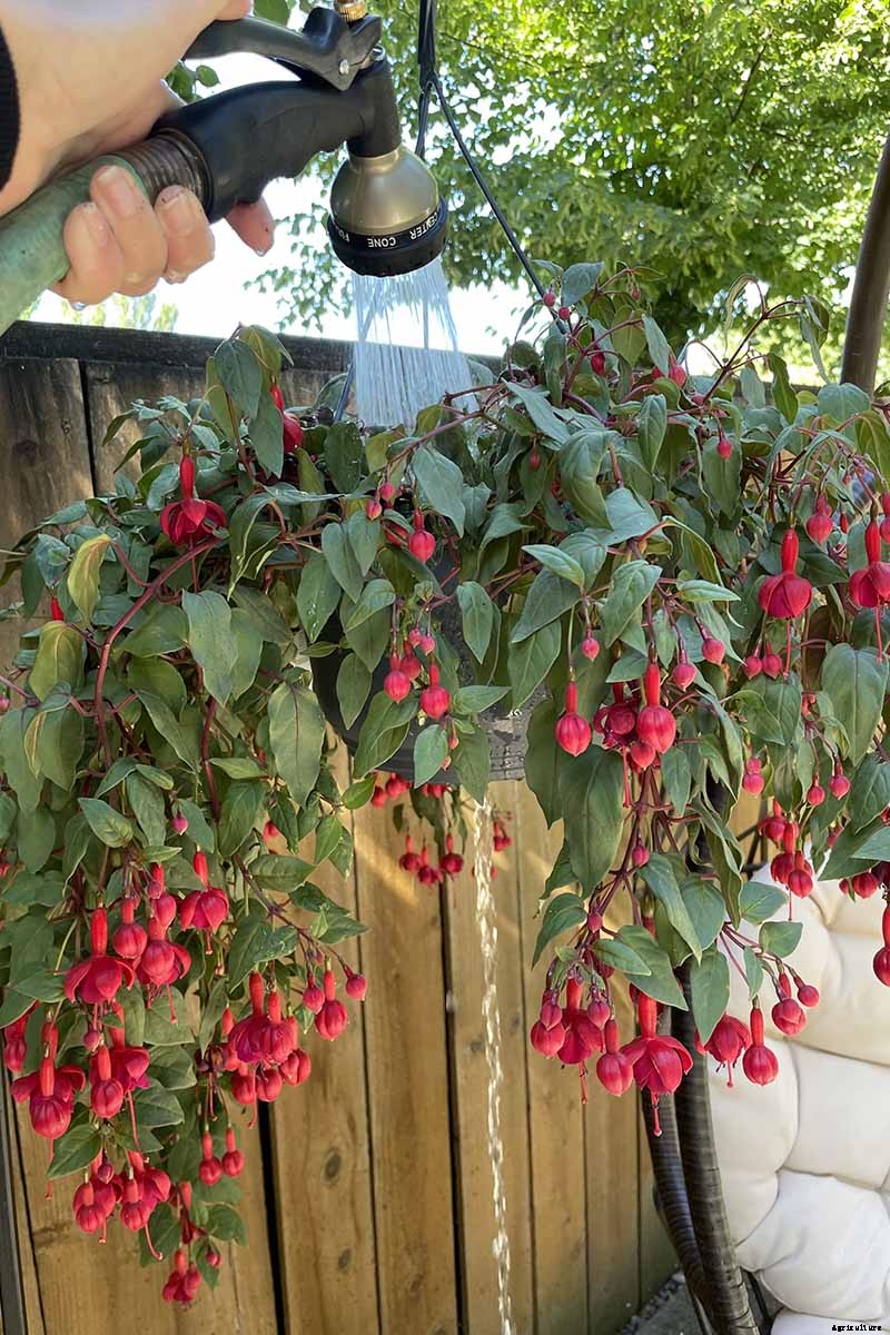 Why Is My Fuchsia Wilting? 5 Common Issues