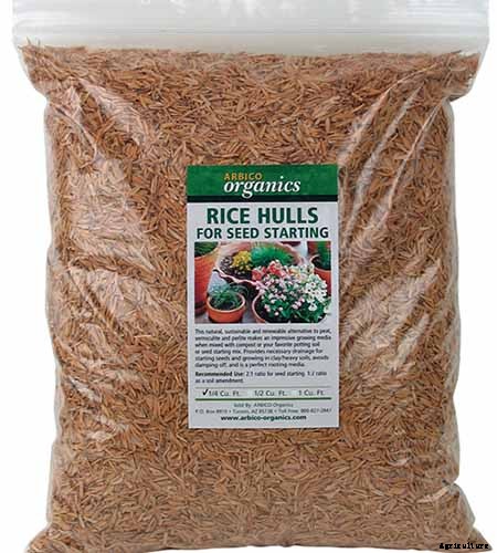 Why Is My Fuchsia Wilting? 5 Common Issues