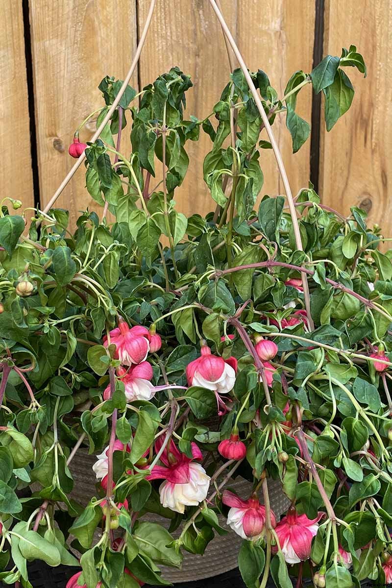 Why Is My Fuchsia Wilting? 5 Common Issues