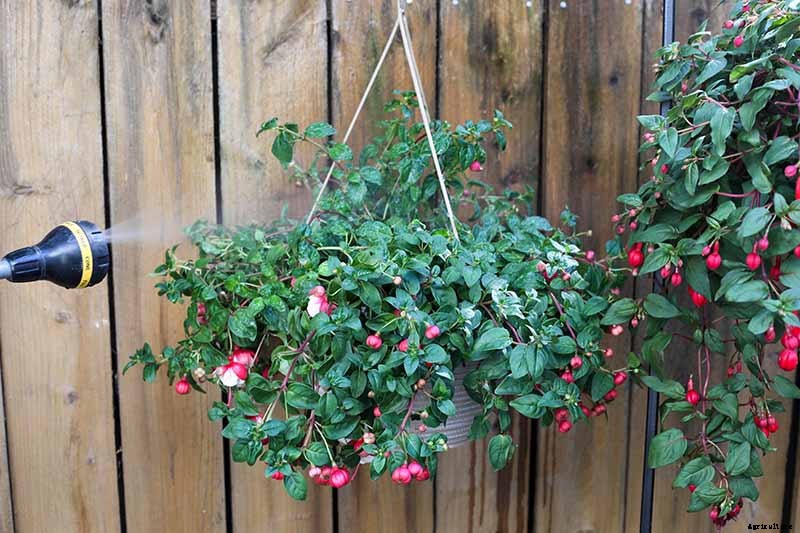 Why Is My Fuchsia Wilting? 5 Common Issues