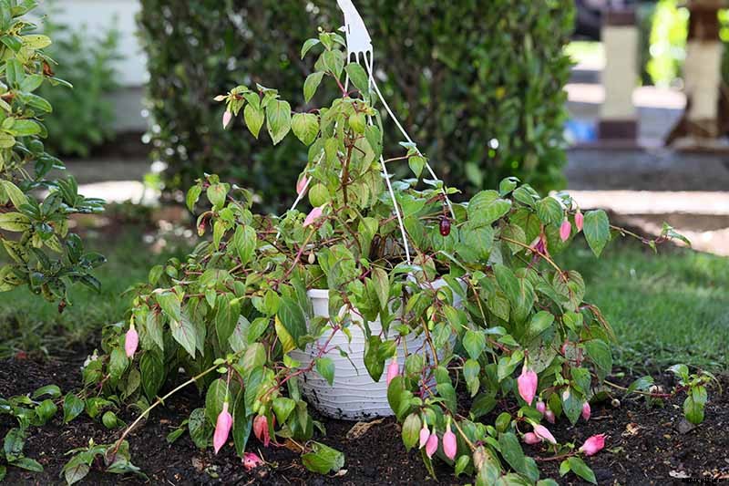 Why Is My Fuchsia Wilting? 5 Common Issues