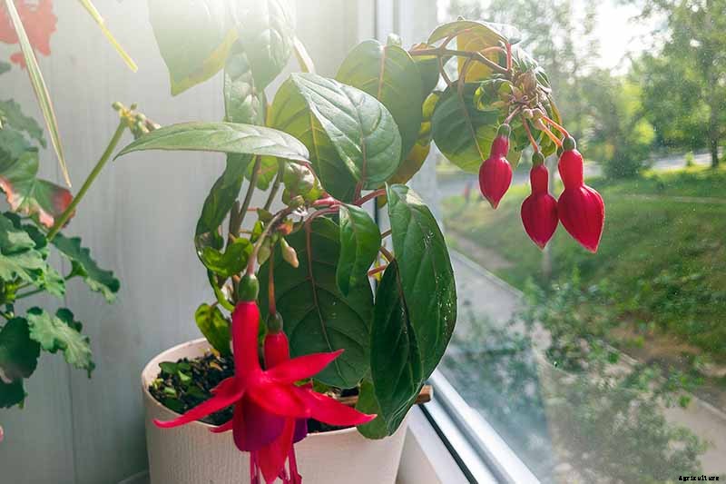 Why Is My Fuchsia Wilting? 5 Common Issues