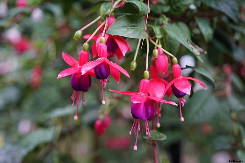 Why Is My Fuchsia Wilting? 5 Common Issues