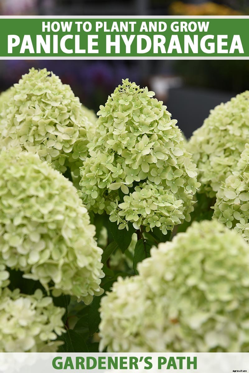 How to Grow and Care for Panicle Hydrangea
