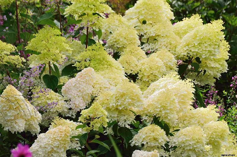 How to Grow and Care for Panicle Hydrangea