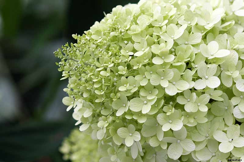 How to Grow and Care for Panicle Hydrangea
