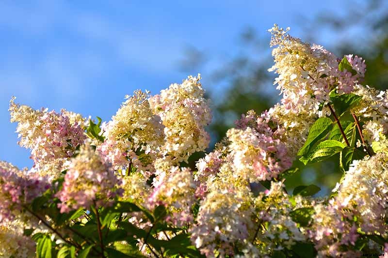 How to Grow and Care for Panicle Hydrangea