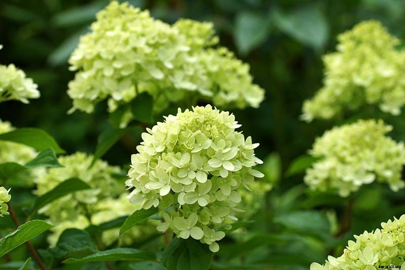 How to Grow and Care for Panicle Hydrangea