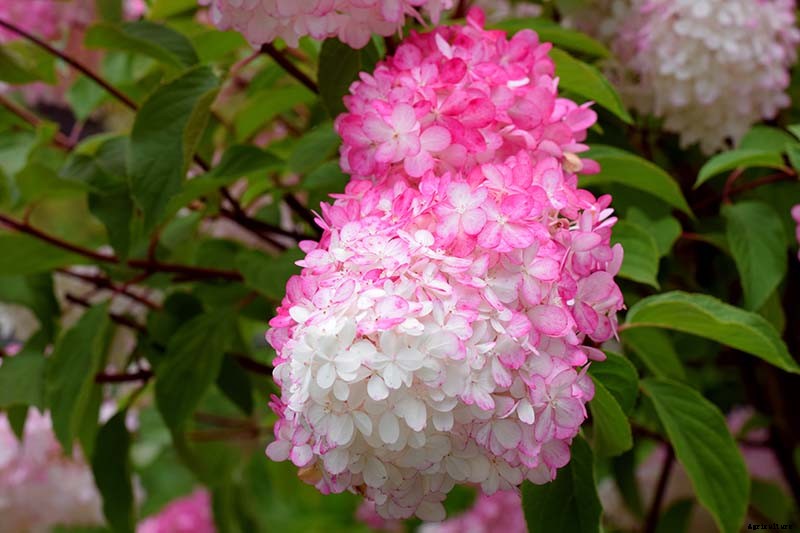 How to Grow and Care for Panicle Hydrangea