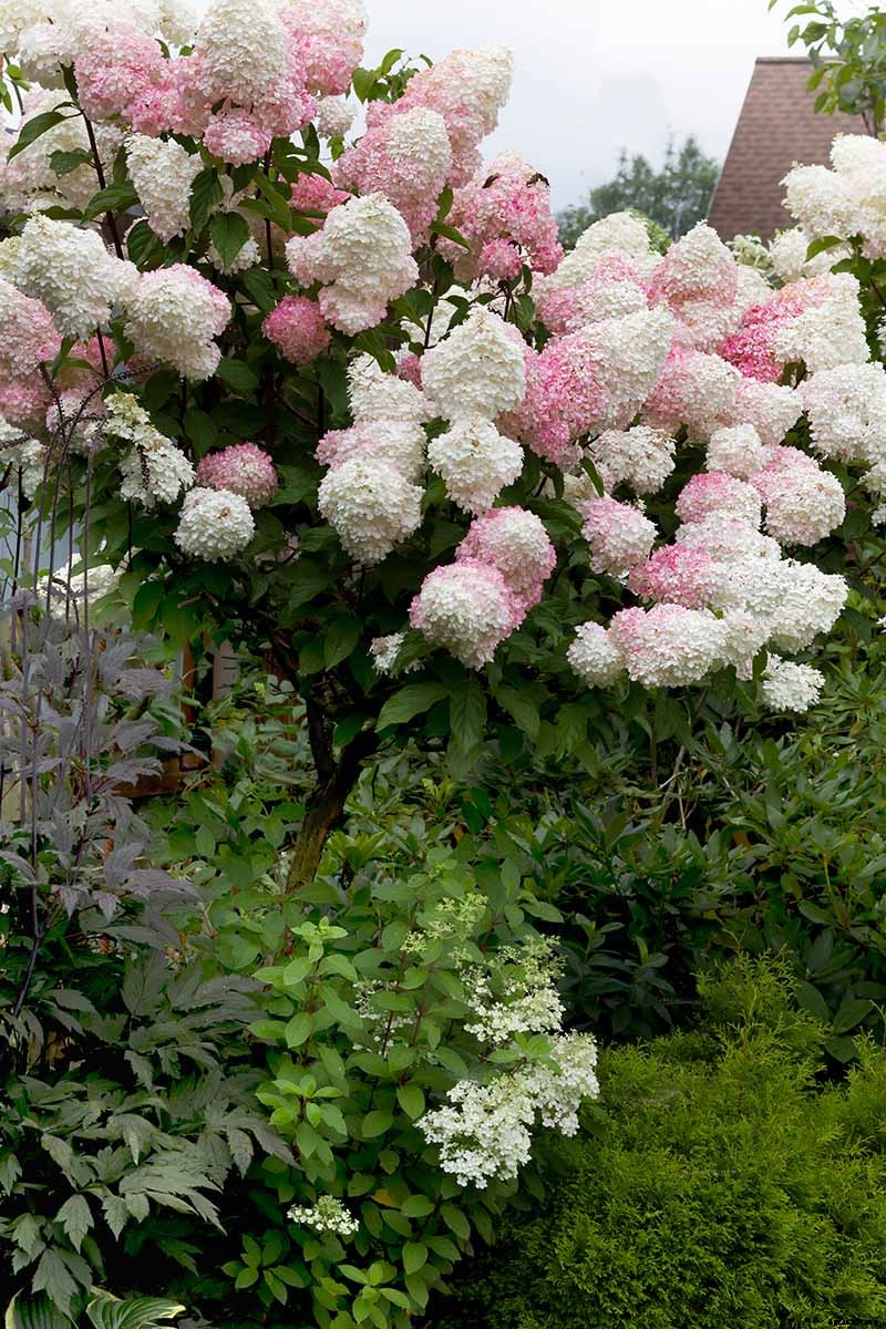 How to Grow and Care for Panicle Hydrangea
